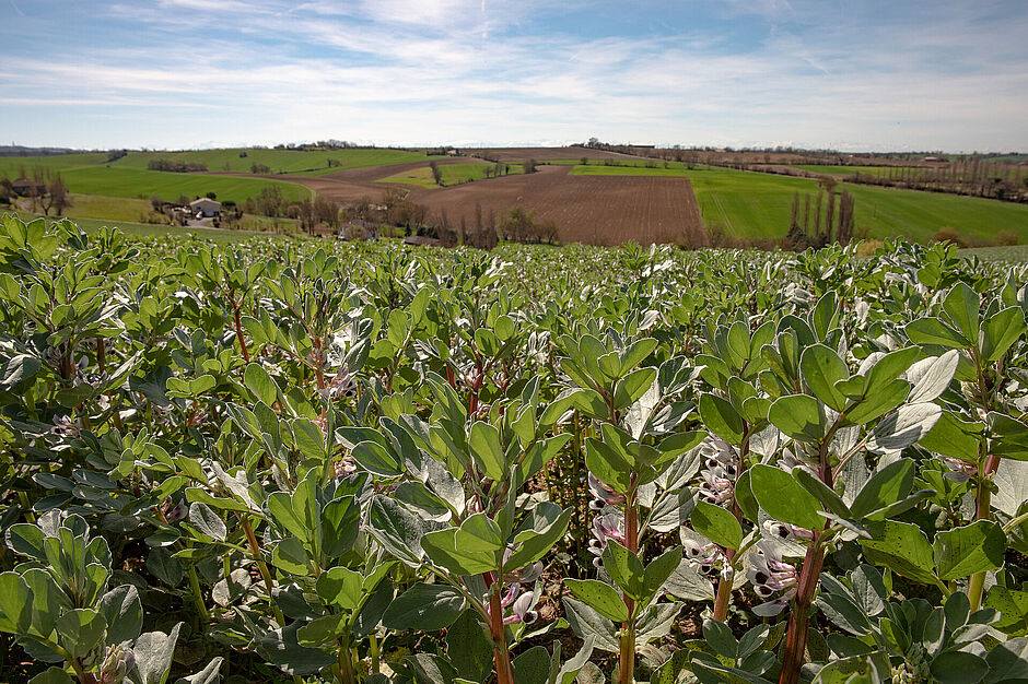Agrandir l'image (fenêtre modale)