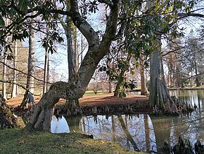 Agrandir l'image (fenêtre modale)