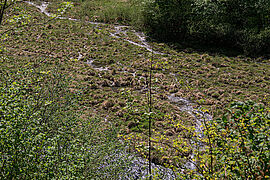 Tourbière sur le Pla d’Arsoué à Azet  – Commission géographique Neste – 18 mai 2022 © CLE NRG - Agrandir l'image (fenêtre modale)