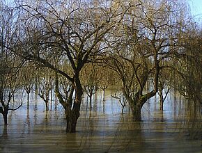 Agrandir l'image (fenêtre modale)
