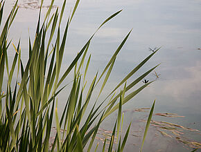 Agrandir l'image (fenêtre modale)