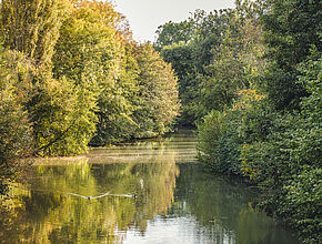 Agrandir l'image (fenêtre modale)