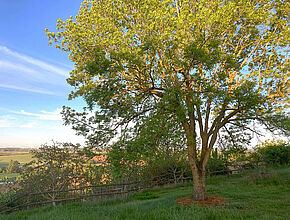 Agrandir l'image (fenêtre modale)